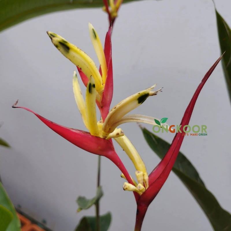 Bird of Paradise Plants স্বর্গীয় পাখি গাছ Strelitzia Reginae - Image 3