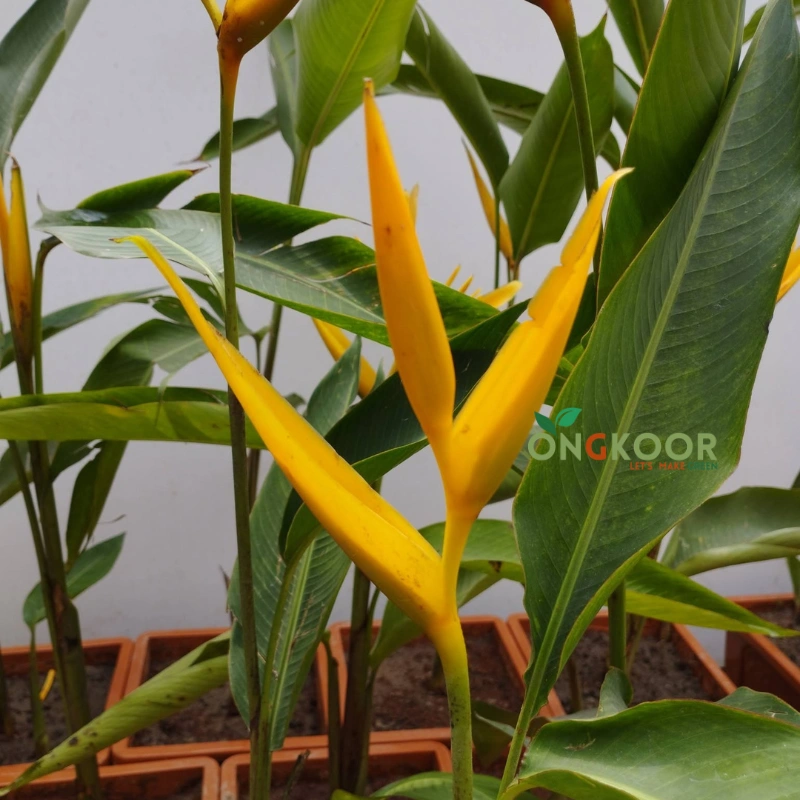 Bird of Paradise Plants স্বর্গীয় পাখি গাছ Strelitzia Reginae - Image 4