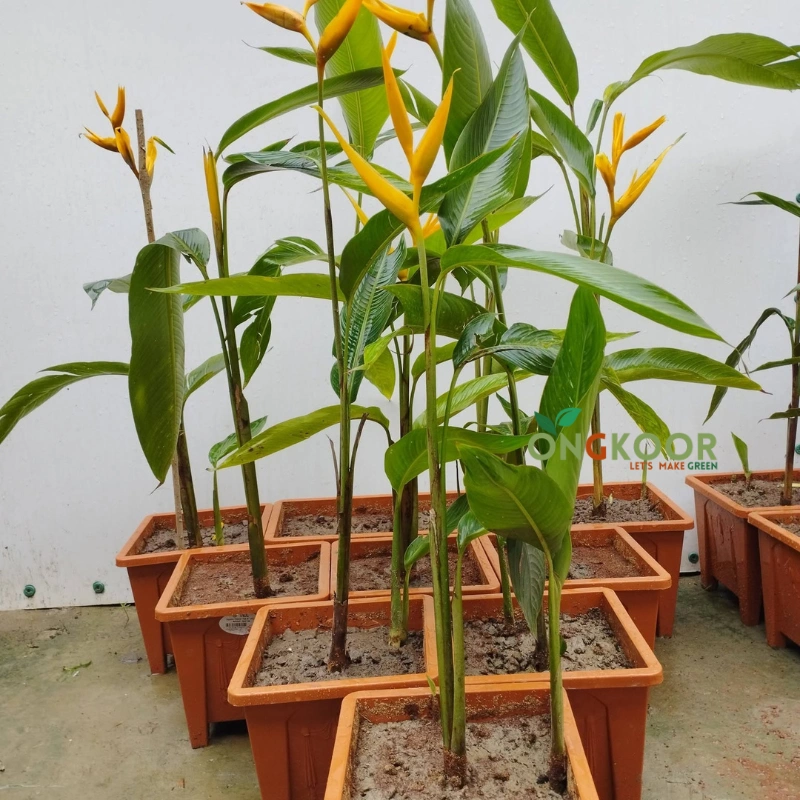 Bird of Paradise Plants স্বর্গীয় পাখি গাছ Strelitzia Reginae - Image 5