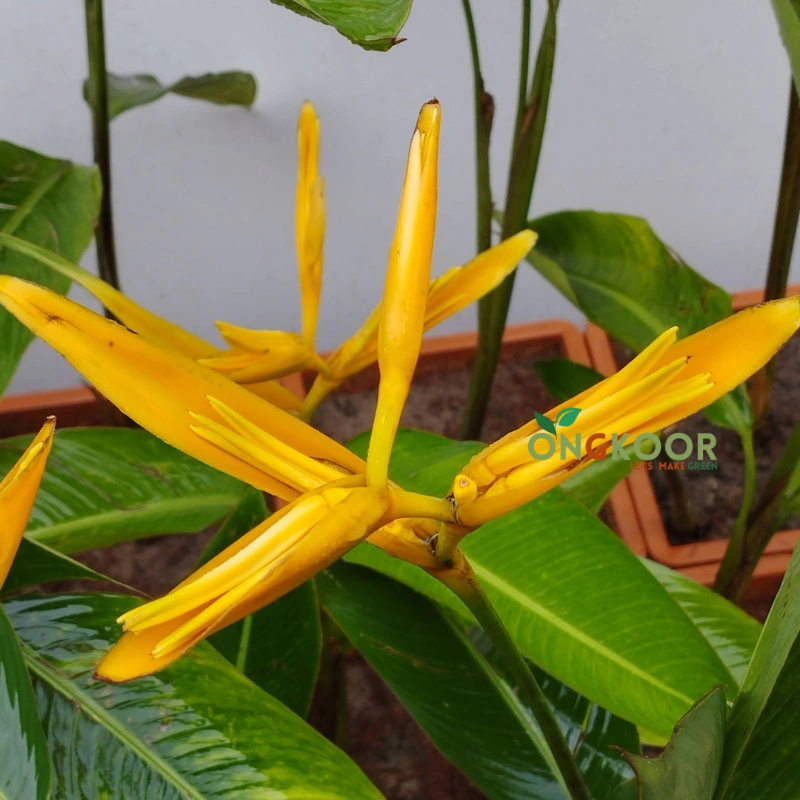 Bird of Paradise Plants স্বর্গীয় পাখি গাছ Strelitzia Reginae - Image 6