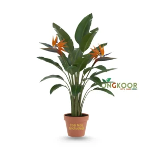 Bird of Paradise plants