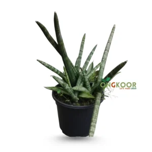 Starfish Snake Plant