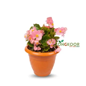 Begunia Flower Plant