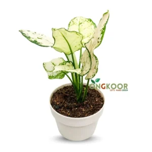 Aglaonema Super White এগ্লোনিমা সুপার হোয়াইট