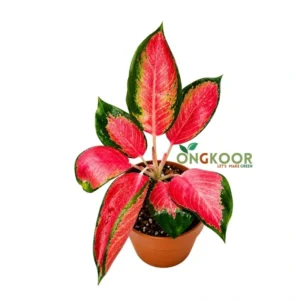 Super Red Aglaonema