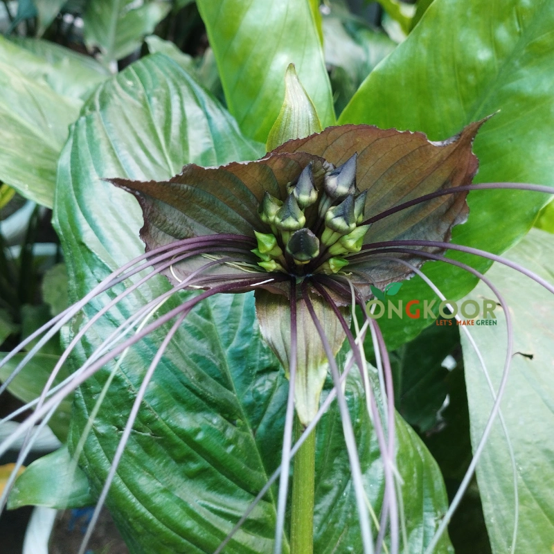 Black Bat Flower