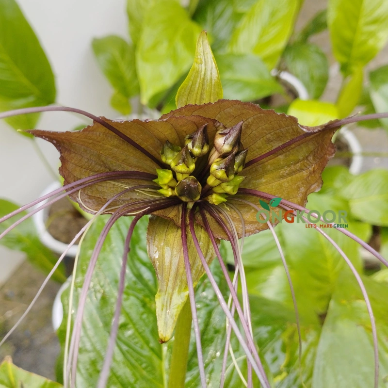 Black Bat Flower ব্ল্যাক ব্যাট ফ্লাওয়ার Rare Exotic Flowering Plant - Image 3