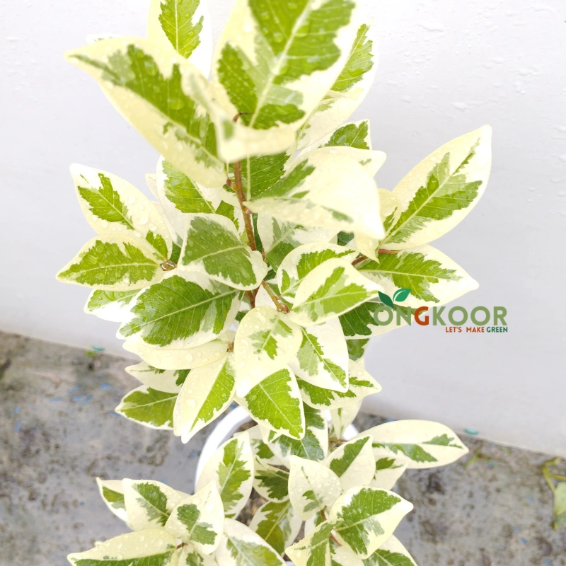 Ficus Starlight ফিকাস স্টারলাইট - Image 2