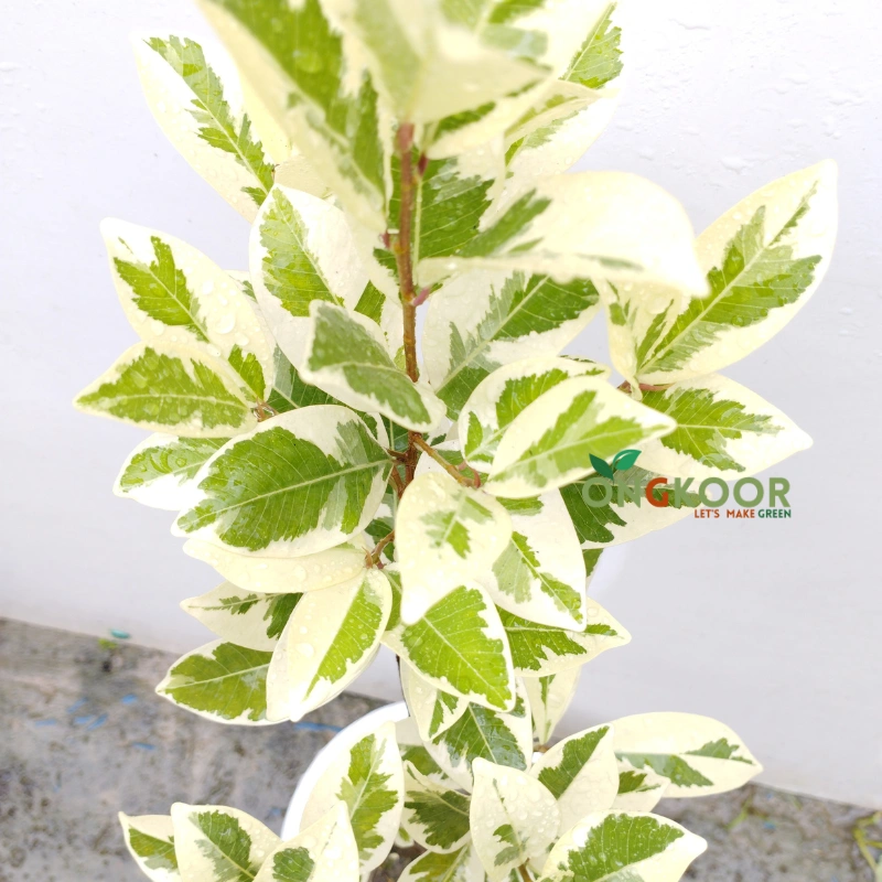Ficus Starlight ফিকাস স্টারলাইট - Image 3