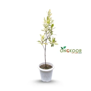 Ficus Starlight