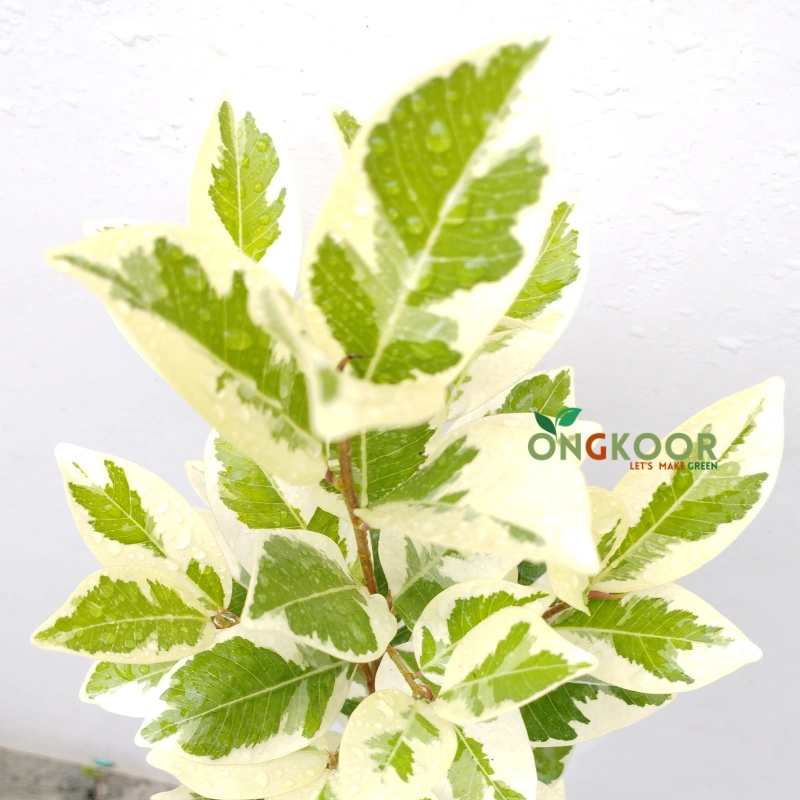 Ficus Starlight