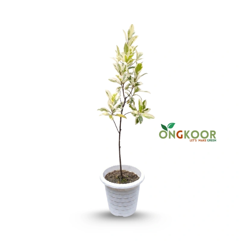 Ficus Starlight