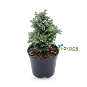 Juniper Bonsai