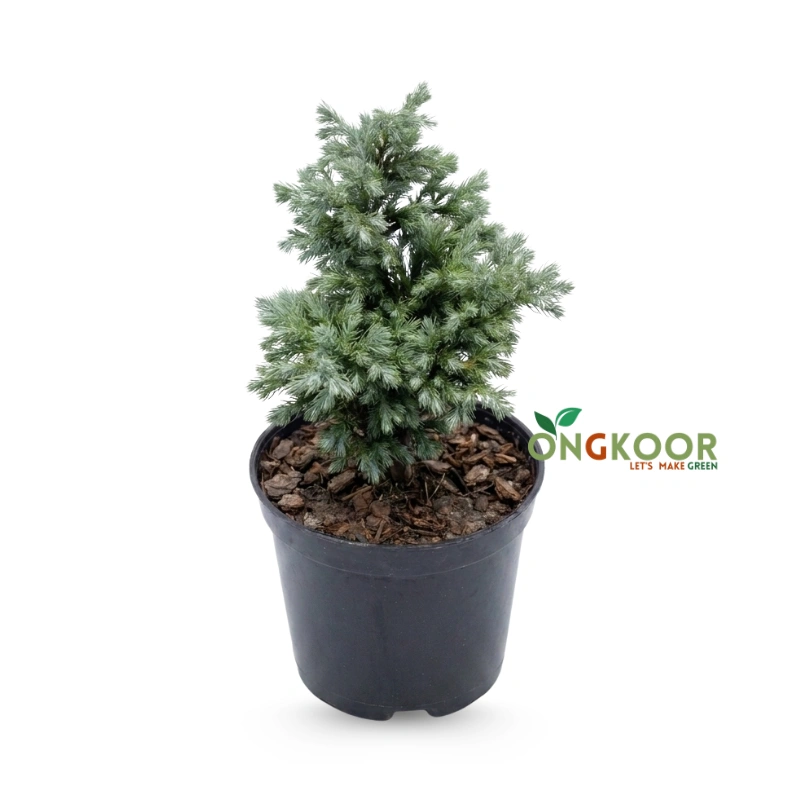Juniper Bonsai