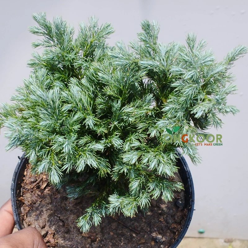 Juniper Bonsai