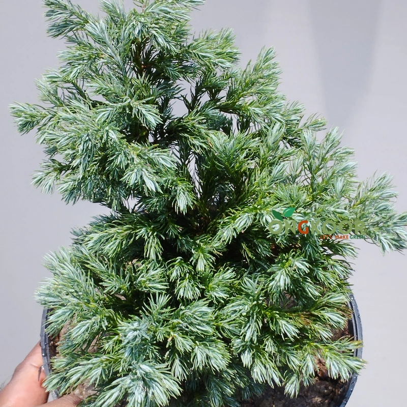 Blue Star Juniper Bonsai ব্লু স্টার জুনিপার বনসাই - Image 3