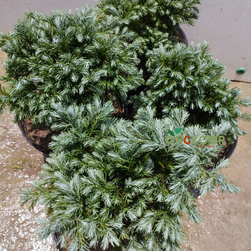 Blue Star Juniper Bonsai ব্লু স্টার জুনিপার বনসাই - Image 2
