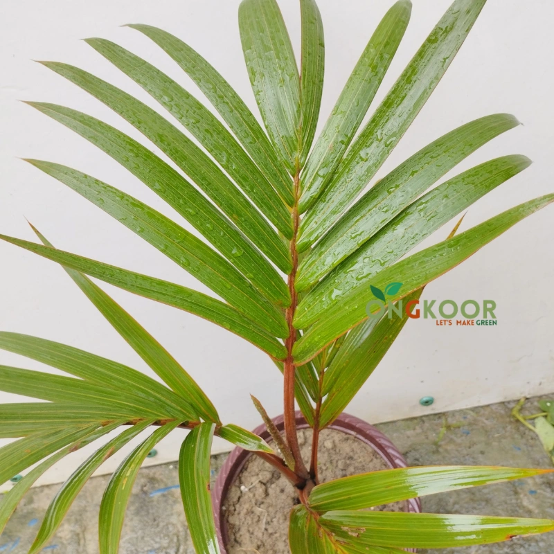 Lipstick Palm লিপস্টিক পাম Premium Tropical Palm Plant - Image 2