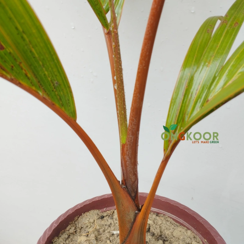 Lipstick Palm লিপস্টিক পাম Premium Tropical Palm Plant - Image 3