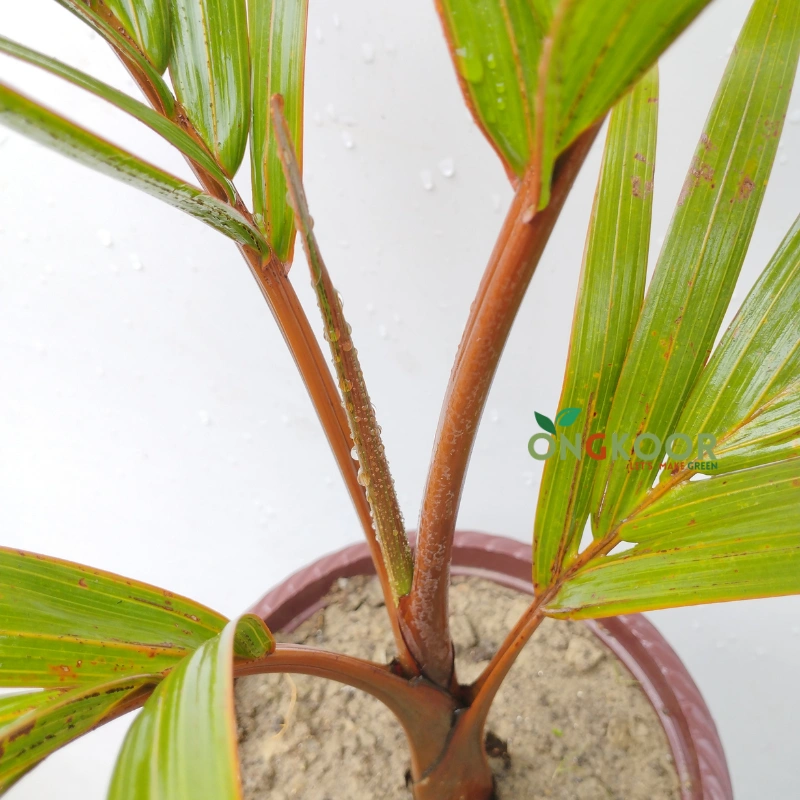 Lipstick Palm