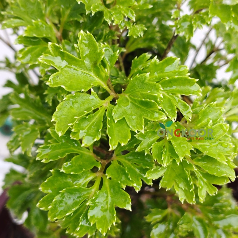 Ming Aralia মিং অ্যারালিয়া - Image 2