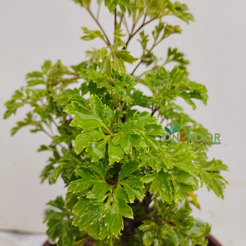 Ming Aralia