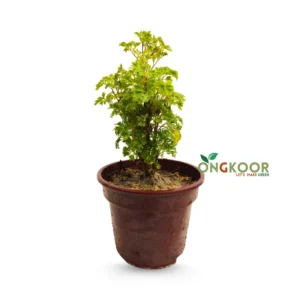 Ming Aralia