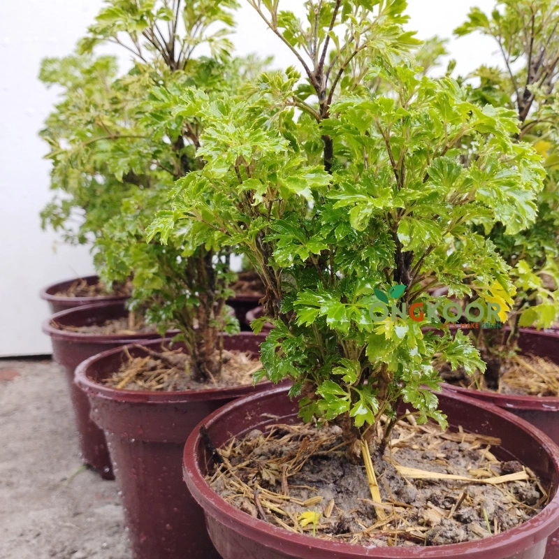 Ming Aralia মিং অ্যারালিয়া - Image 3