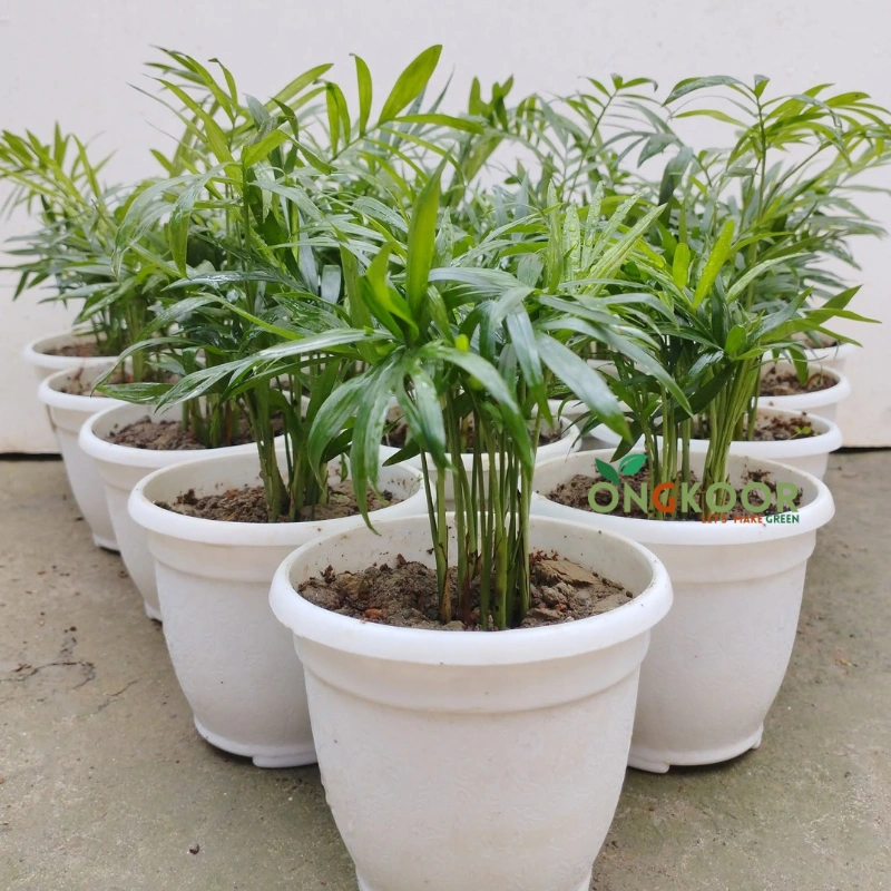 Parlor palm