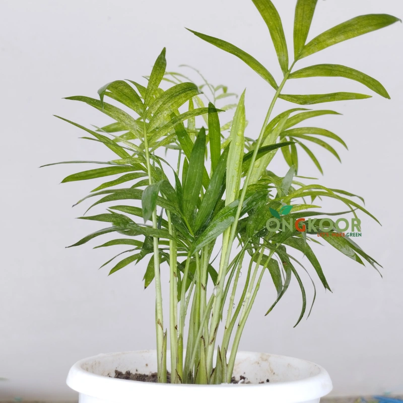 Parlour Palm পার্লার পাম Premium Indoor Air Purifying Plant - Image 3