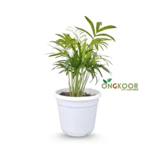Parlor palm