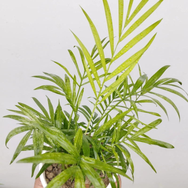 Parlour Palm পার্লার পাম Premium Indoor Air Purifying Plant - Image 2