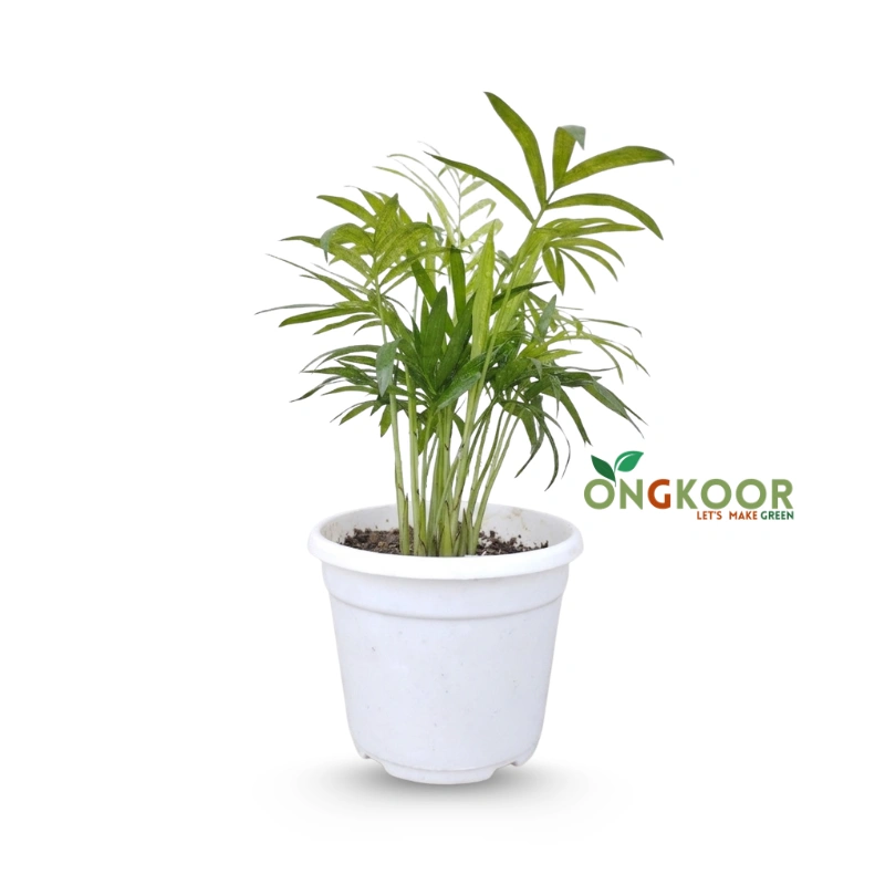 Parlor palm