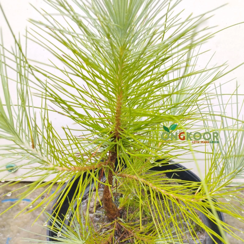 Pine Tree