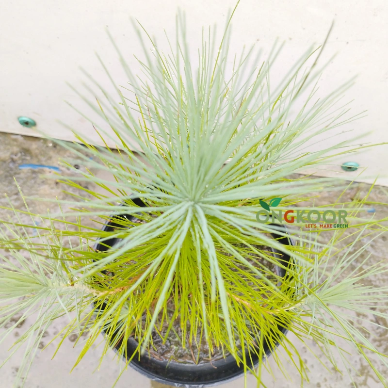 Pine Tree পাইন গাছ - Image 3
