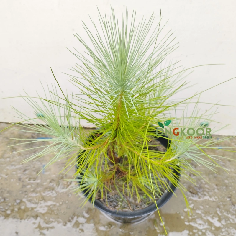 Pine Tree পাইন গাছ - Image 2