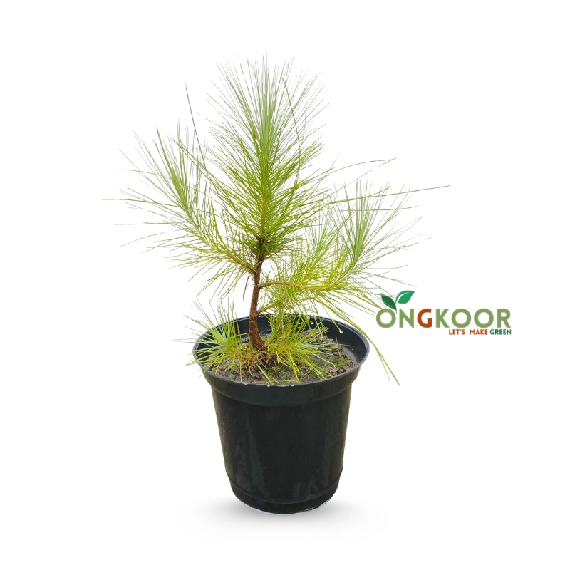 Pine Tree