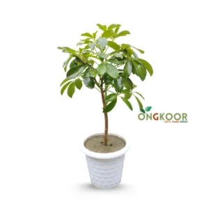 Umbrella Plant