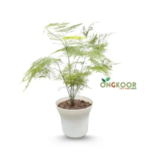 Asparagus Fern
